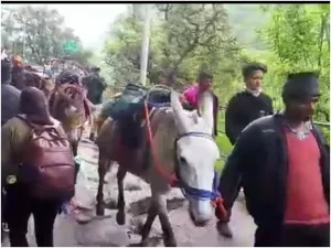 चारधाम यात्रा में घोड़ों खच्चरों का हो रहा उत्पीड़न : नलिनी तनेजा