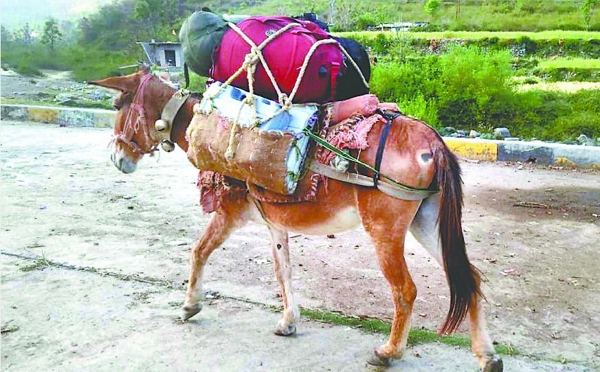 चारधाम यात्रा में घोड़ों खच्चरों का हो रहा उत्पीड़न : नलिनी तनेजा