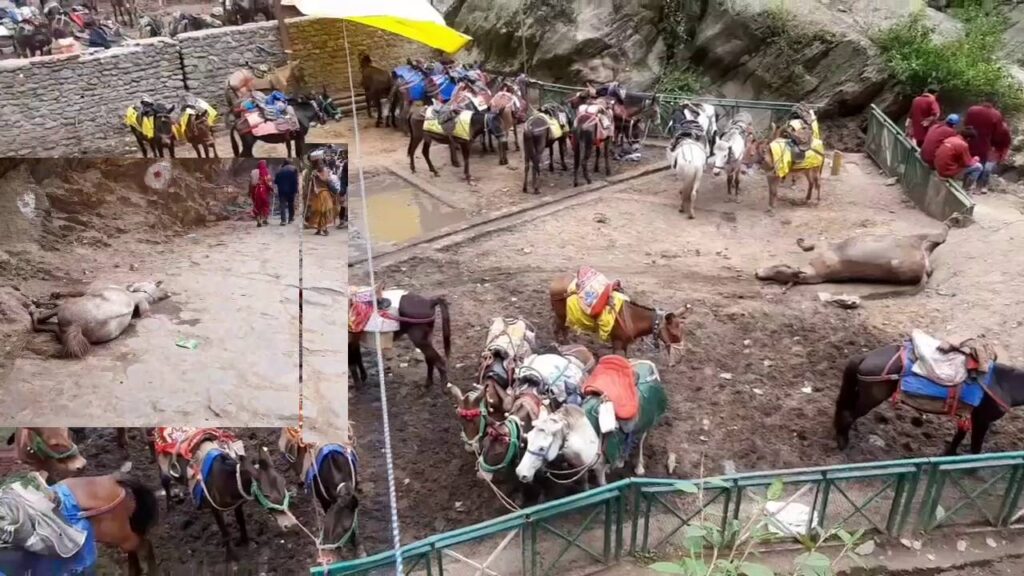 केदारनाथ धाम में घोड़े खच्चर की मौतों का गरमा रहा मामला