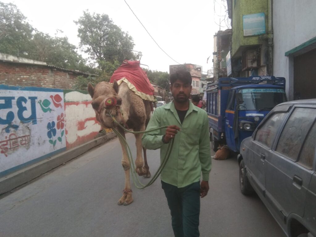 "रेगिस्तान का जहाज ऊंट" दून की सड़कों पर तलाश रहा दो वक्त की रोटी!