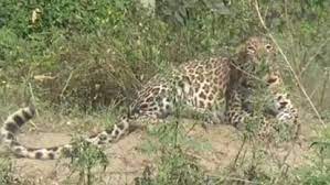 उत्तराखंड में कोटद्वार के दुगड्डा गोदी गांव में घात लगाए बैठे गुलदार ने महिला पर कर दिया हमला ,