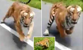 नैनीताल में बाघ के हमले की घटना से गुस्साए ग्रामीणों ने रविवार सुबह नेशनल हाइवे कर दिया जाम ।