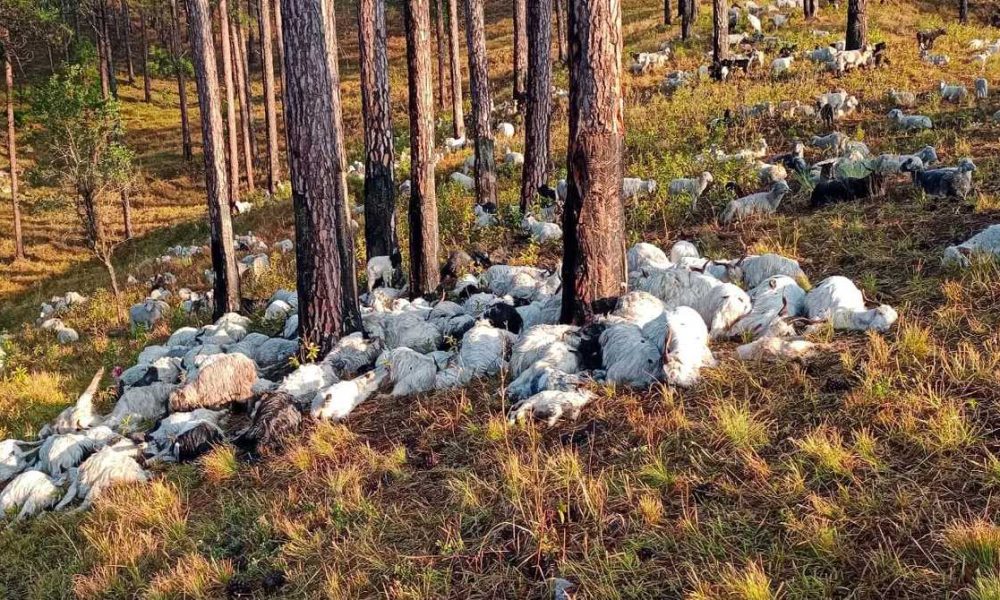 उत्तरकाशी में आकाशीय बिजली गिरने से 300 से ज्यादा बकरियों की मौत…