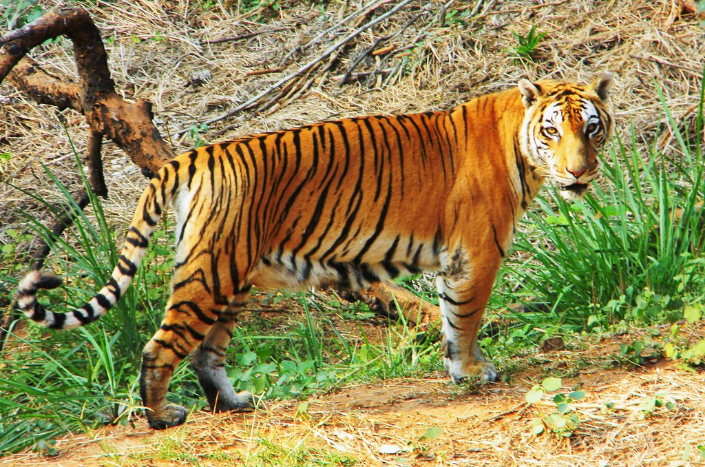 उत्‍तराखंड के इस पहाड़ी इलाके में बाघ का आतंक, अपने शिकार का दो किमी तक किया पीछा; घरों में दुबके लोग !