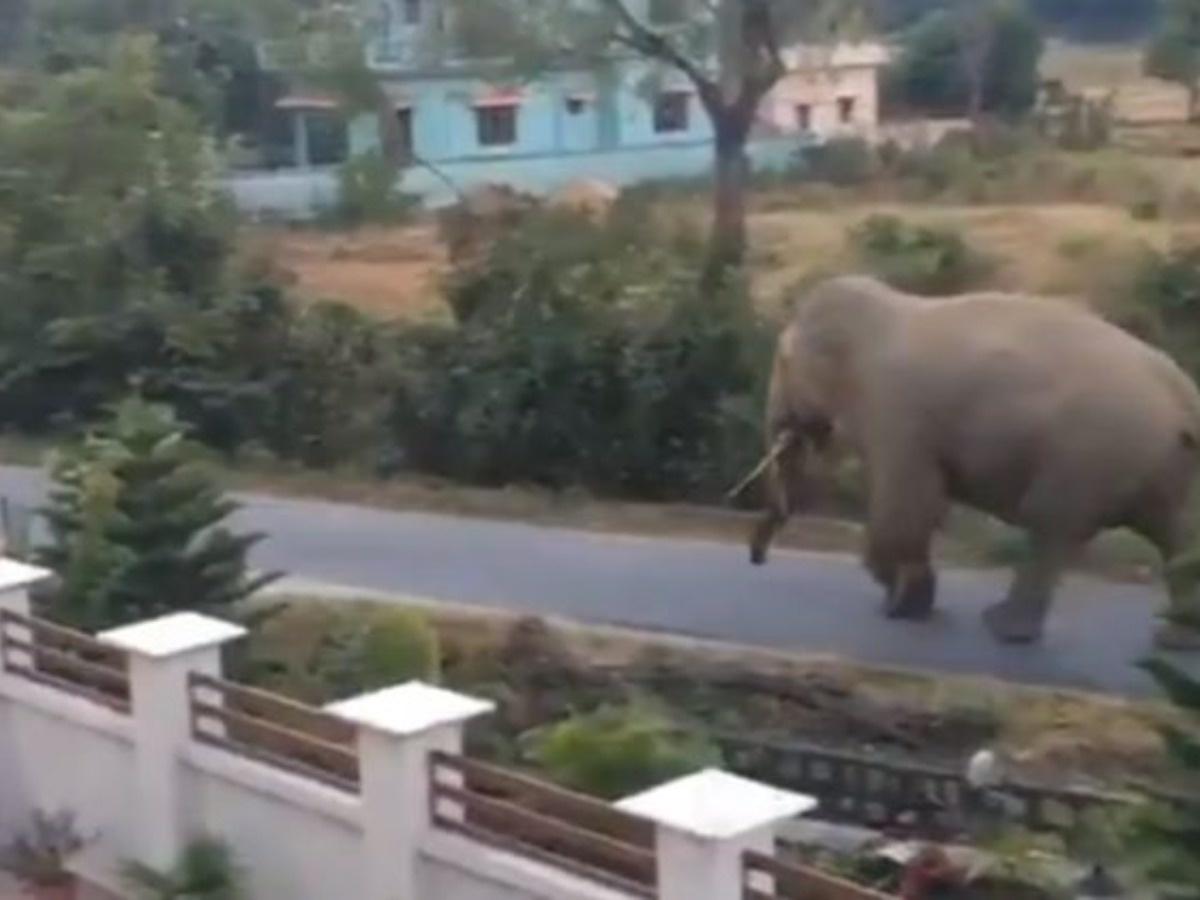 दूधली-मोथरोवाला मार्ग पर आ धमका हाथी, लोगों के पीछे दौड़ा तो मच गई अफरा-तफरी……..