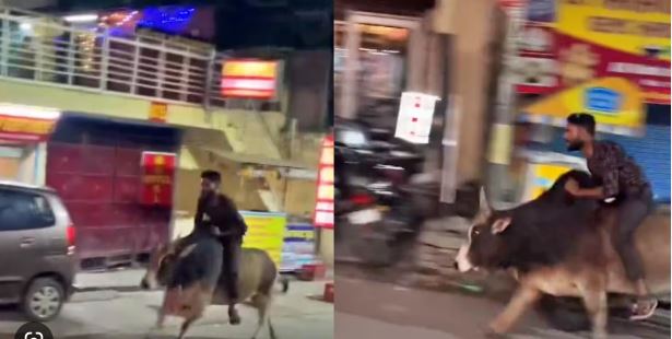 नशे की हालत में धुत युवक ने देर रात सांड पर बैठकर की सवारी, सोशल मीडिया पर जमकर वायरल हुआ वीडियो, बाद में नौकरी से धोना पड़ा हाथ !