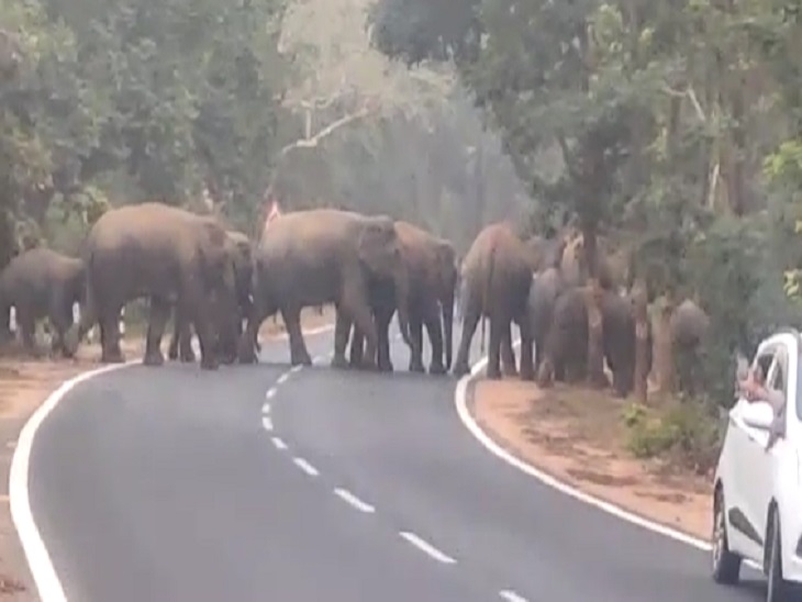 ऋषिकेश-देहरादून हाइवे : रोड पर अचानक सामने आ गया हाथियों का झुंड, गाड़ियों पर की हमले की कोशिश !