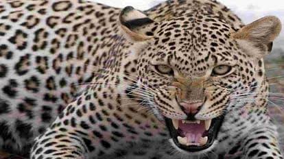 भगवानपुर के मानक मजरा गांव में गुलदार ने तीन युवकों पर किया हमला, दो युवक गंभीर रुप से घायल !