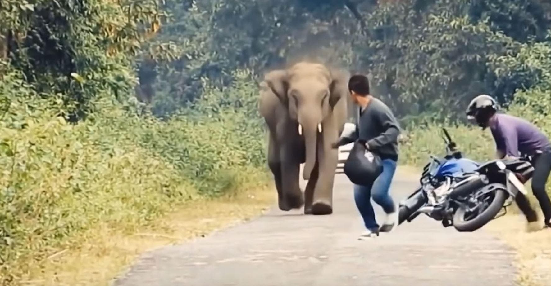 दूधली-मोथरोवाला बाईपास : जंगल से सड़क पर आया हाथी, मॉर्निंग वॉक करने आए लोगों को दौड़ाया !