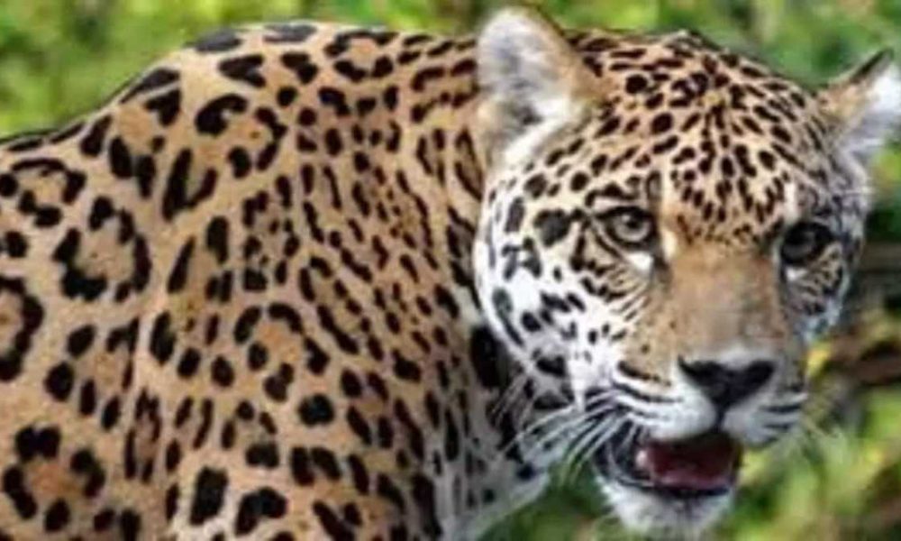 पौड़ी में फिर गुलदार का आतंक, प्रभावित क्षेत्रों के स्कूलों में अवकाश घोषित…