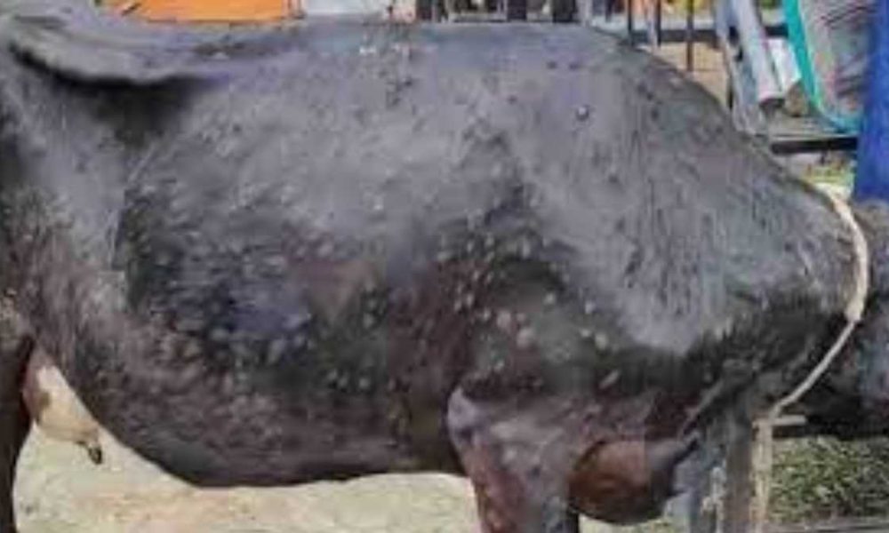 टिहरी में भी लंपी वायरस का कहर, उठ रही ये मांग…