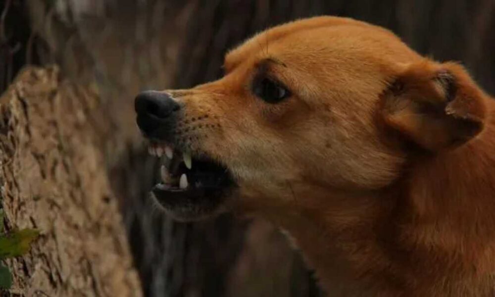 कुत्ता पालने के लिए ये करना हुआ जरूरी, वरना कटेगा चालान…