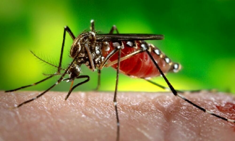 डेंगू की रोकथाम के लिए प्रशासन अलर्ट मोड, ये गाइडलाइन की जारी,पढ़ें…