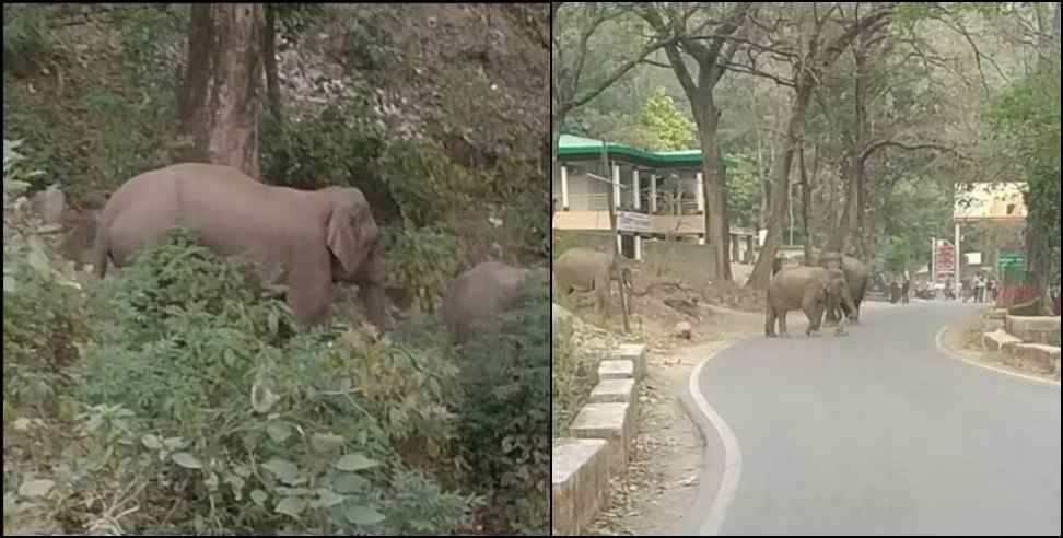 उत्तराखंड : कोटद्वार सड़क पर आ धमका हाथियों का झुंड, एक घंटे लगाया जाम, पटाखे छोड़ और हवाई फायर कर जंगल में खदेड़ा