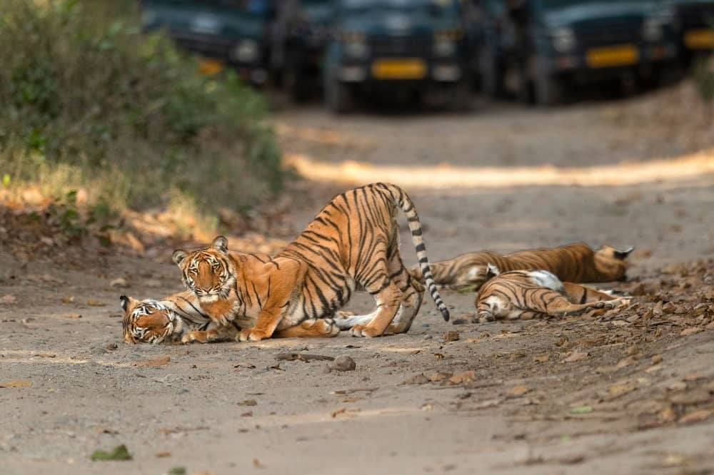 उत्तराखंड : जल्द ही अस्तित्व में आएगा राजाजी टाइगर रिजर्व कंजर्वेशन फाउंडेशन, कैबिनेट में आएगा प्रस्ताव