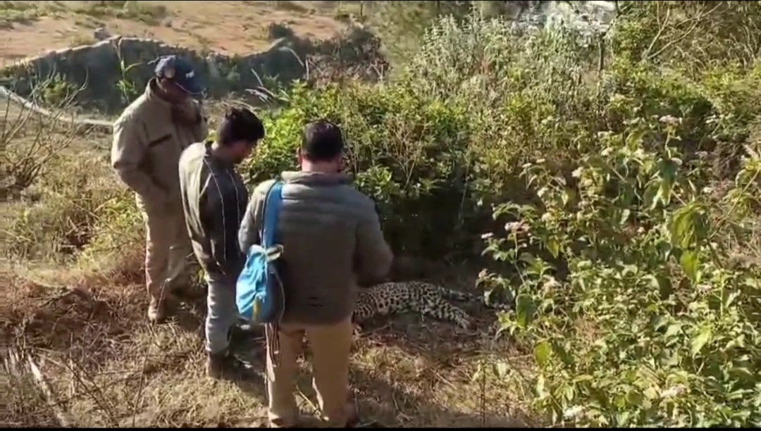 पौड़ी-गुलदार के शावक का शव मिलने पर गांव में मचा हड़कंप