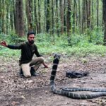 विकासनगर में गांव की गलियों में पहुंचा 12 फीट लंबा किंग कोबरा, रेस्क्यू टीम ने किया सुरक्षित रेस्क्यू