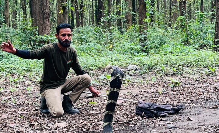 विकासनगर में गांव की गलियों में पहुंचा 12 फीट लंबा किंग कोबरा, रेस्क्यू टीम ने किया सुरक्षित रेस्क्यू