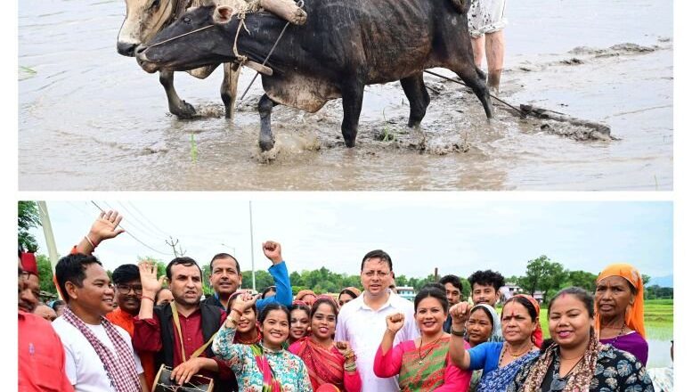 सीएम धामी ने खटीमा में की धान रोपाई, किसानों के श्रम को किया नमन