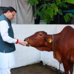 उत्तराखंड: मुख्यमंत्री पुष्कर सिंह धामी ने गोवर्धन पूजा के अवसर पर गौमाता की पूजा-अर्चना कर प्रदेश की खुशहाली की कामना की
