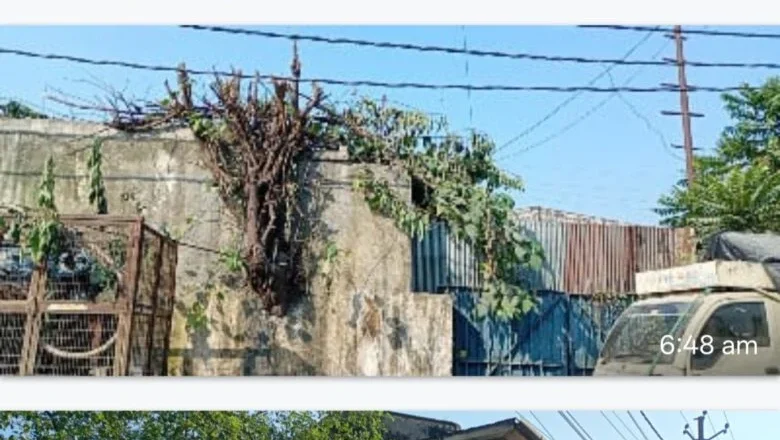 उत्तराखंड: डोईवाला चीनी मिल का मनोरंजन भवन बना खंडहर, दीवारों पर उगे पेड़ और अंदर गंदगी का अंबार।