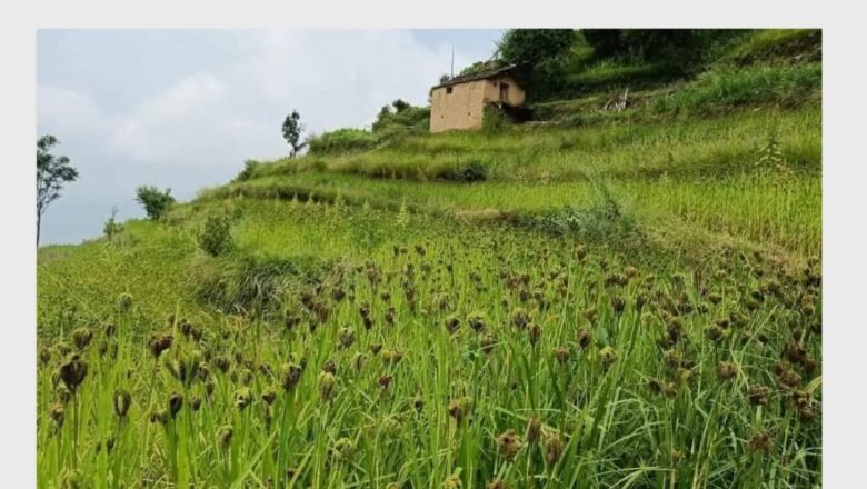 उत्तराखंड: मंडुवा-48.86 रूपये प्रति किलो पर खरीद शुरू,