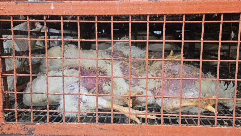 मृत मुर्गियों से भरा ट्रक पकड़ा, 65 मुर्गियां नष्ट