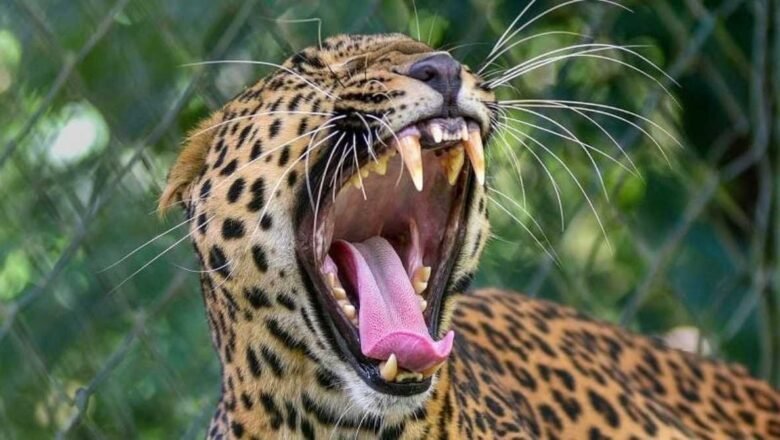 पौड़ी: चौबट्टाखाल में गुलदार का खौफनाक हमला, किचन की देहली से 4 साल की मासूम को उठा ले गया आदमखोर।