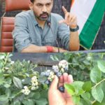 देहरादून जिला प्रशासन की पहल,दून बासमती के बाद अब चमकेगी ब्लूबेरी देहरादून में पायलट प्रोजेक्ट के तहत 10 किसानों से शुरुआत